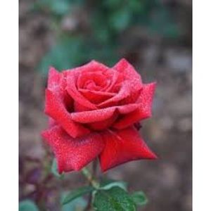 Meet your Posher, Dailyn